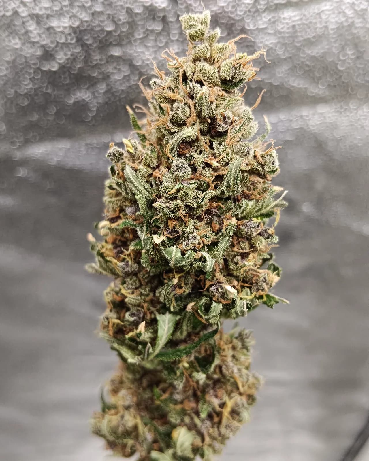 Jet Fuel — Indoor — Indoor