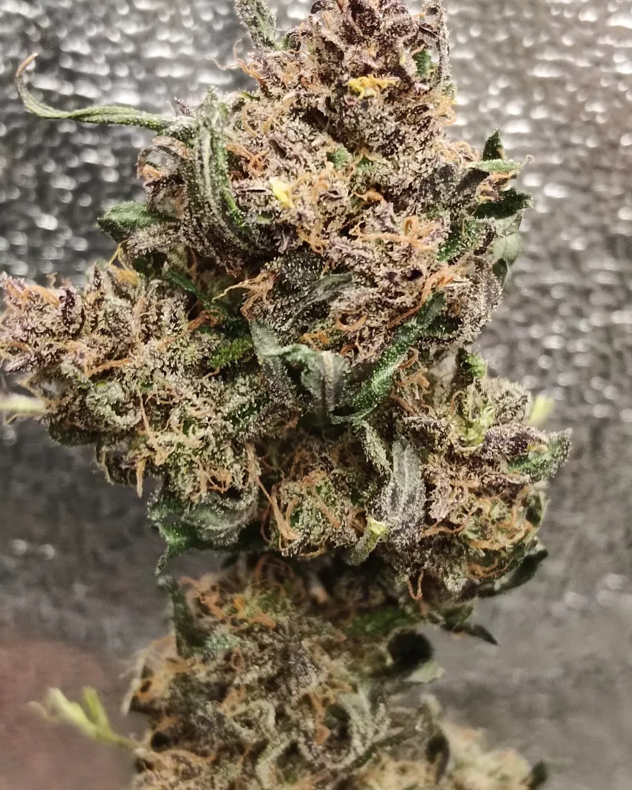 Orange Buddah — Indoor — Indoor