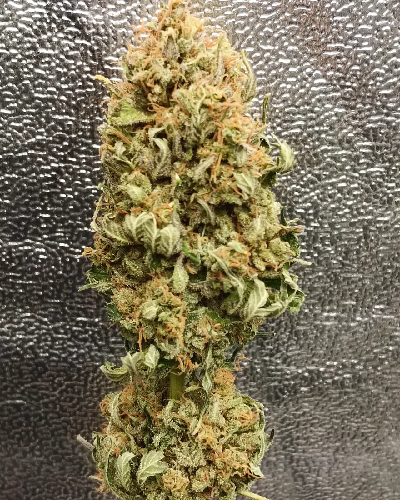 Bubbah Kush — Indoor — Indoor