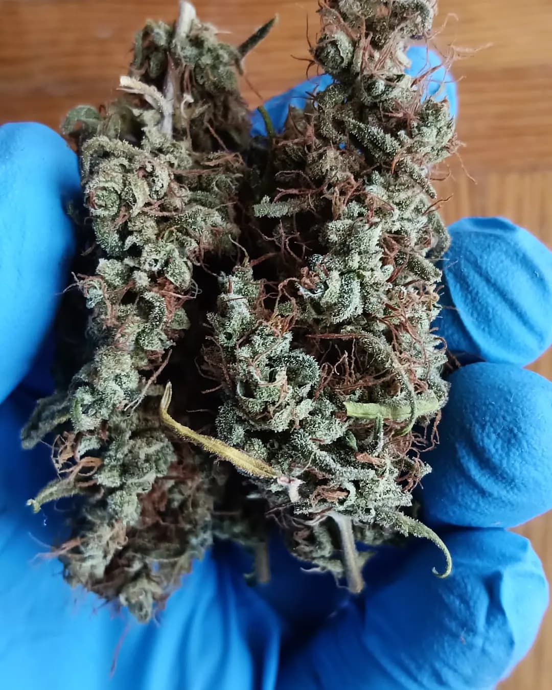 Tropical Peach V1 — Indoor — Indoor