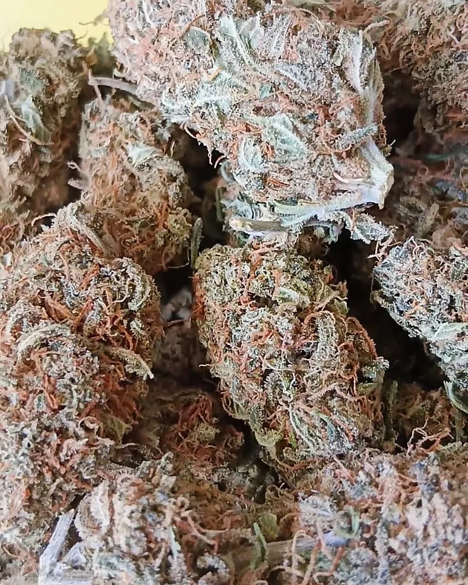 Bubblegum — Indoor — Indoor