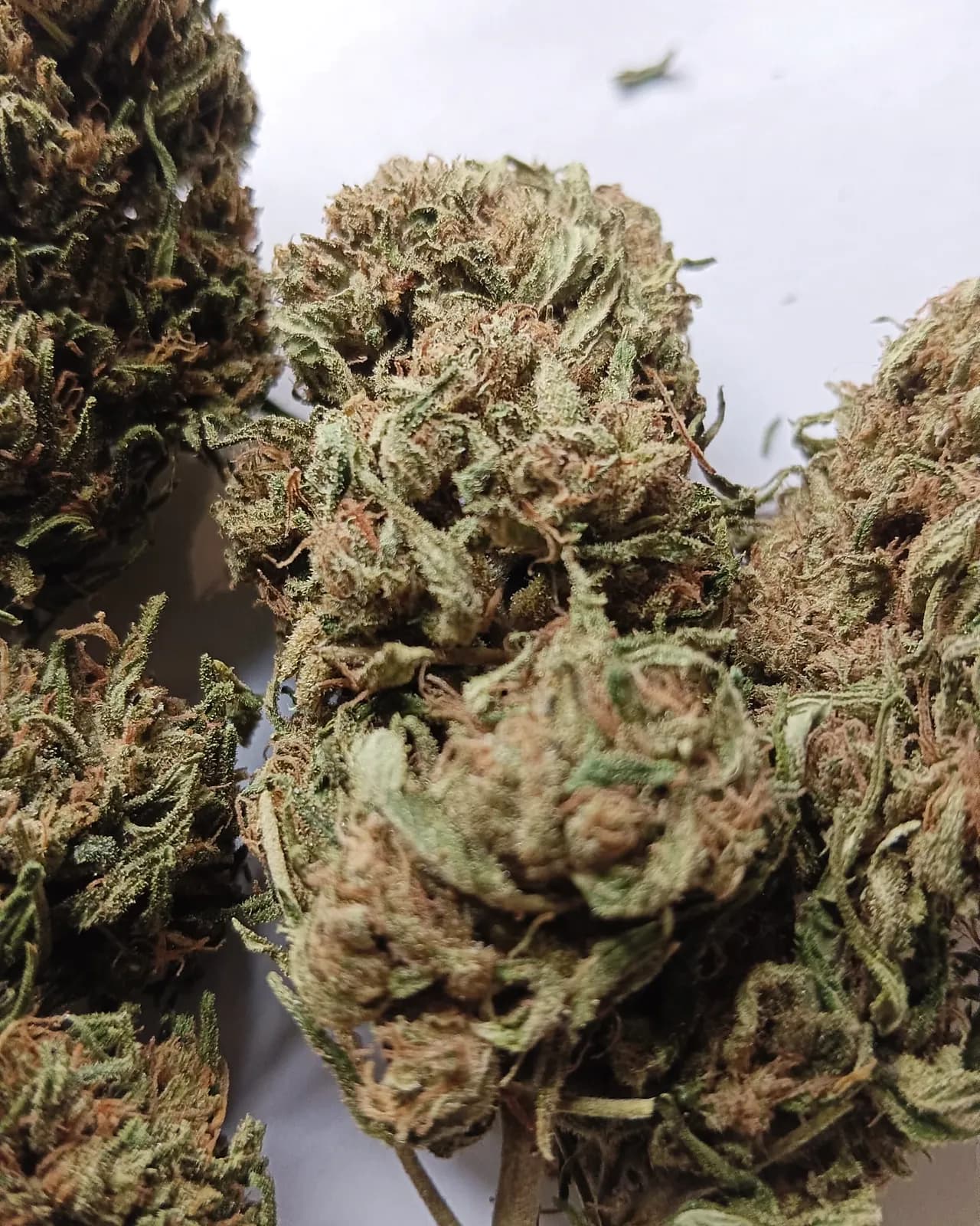 Bubbah Kush — Outdoor — Outdoor