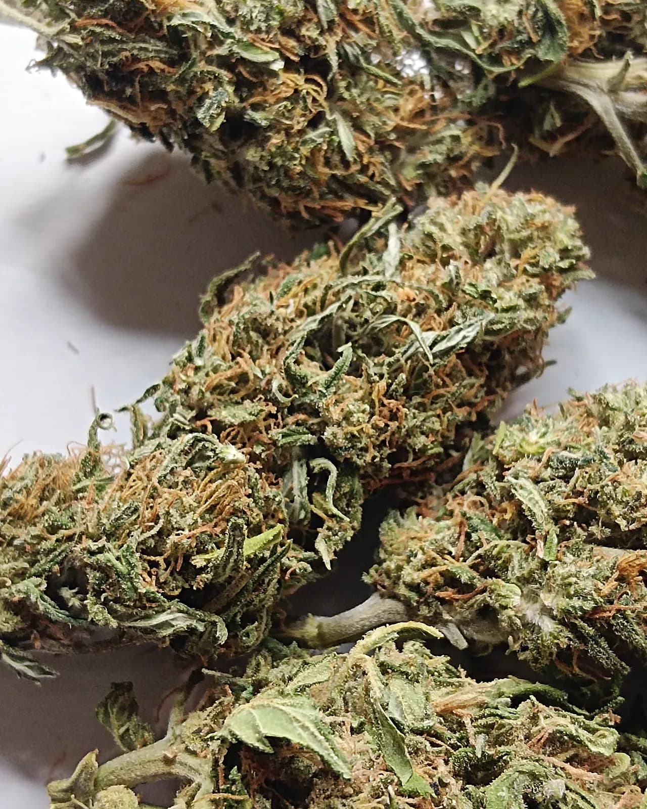 Critical XXL Auto — Outdoor — Outdoor
