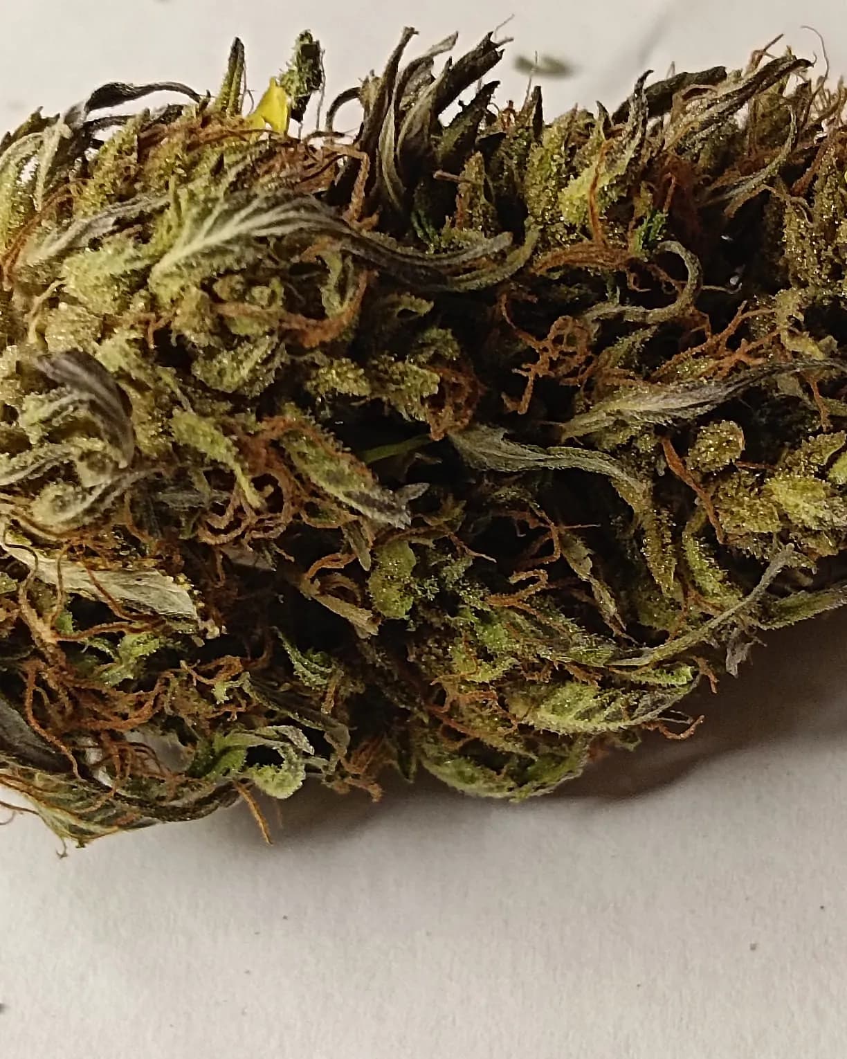 Tropical Peach V1 — Outdoor — Outdoor