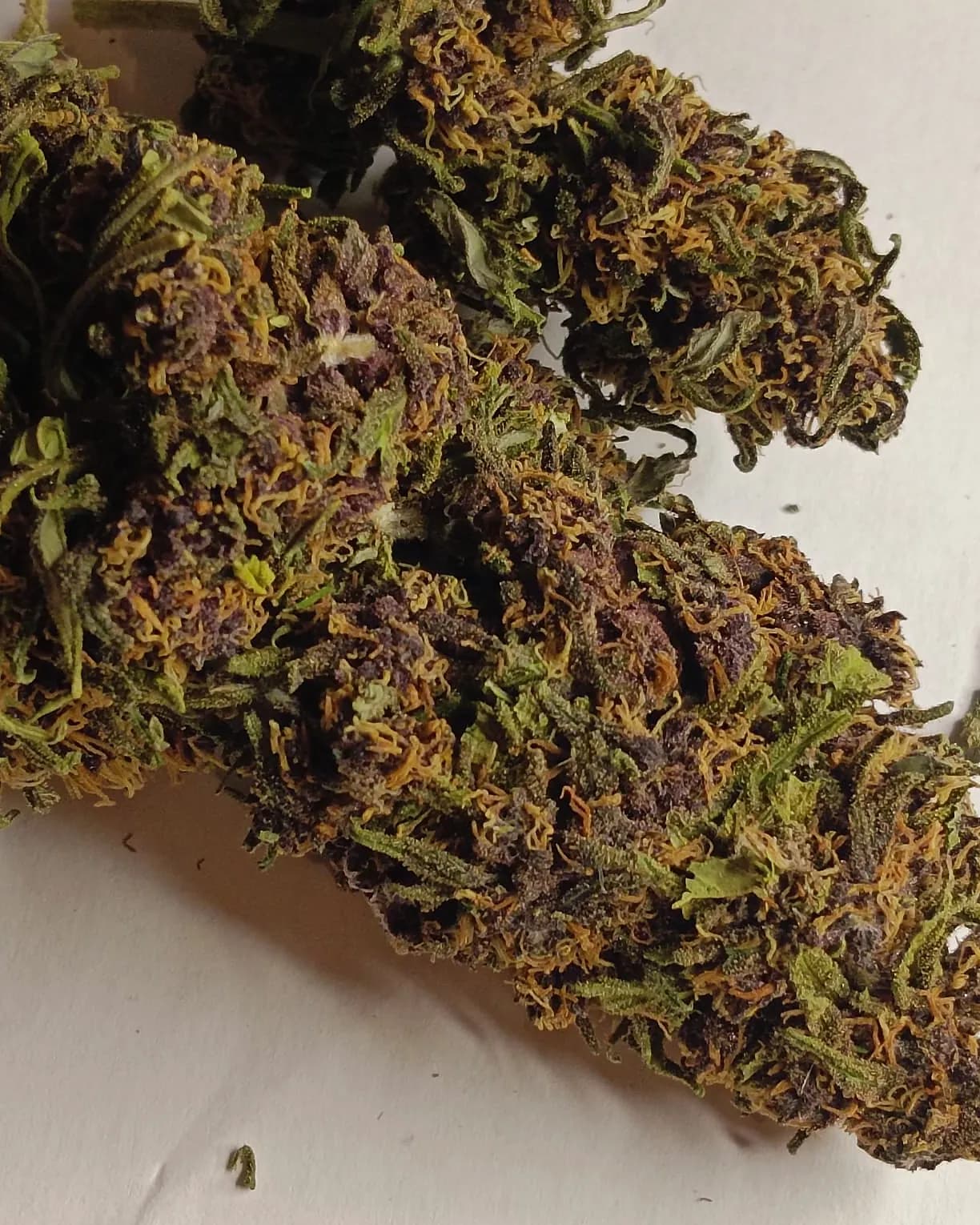 Tropical Peach V2 — Outdoor — Outdoor