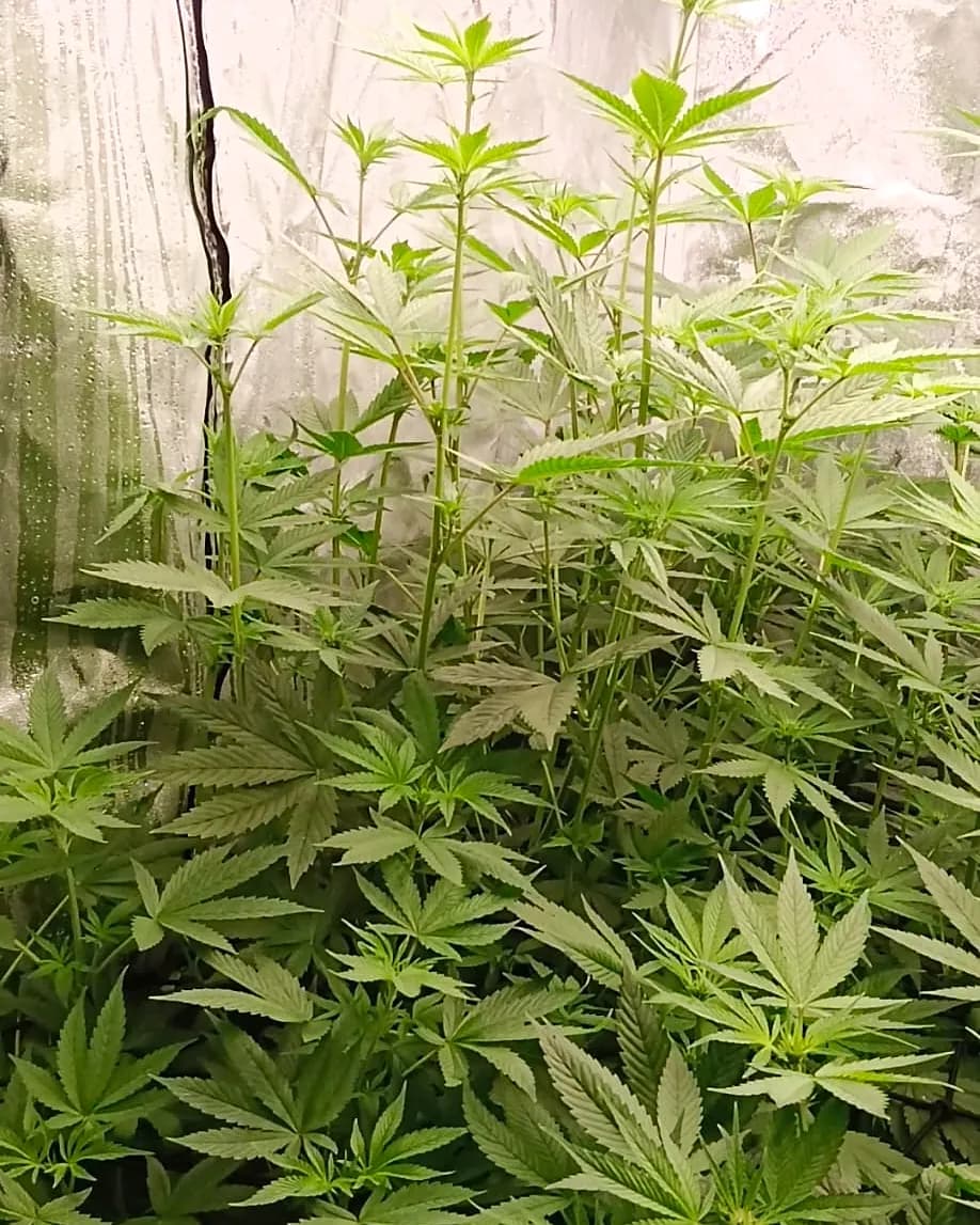 Jeunes plants en croissance dans la chambre de culture, sous les lampes
