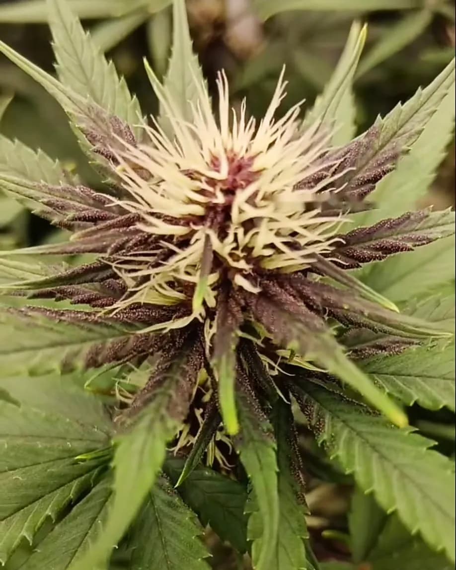 Tête en début de floraison, pistils clairs et feuilles violacées