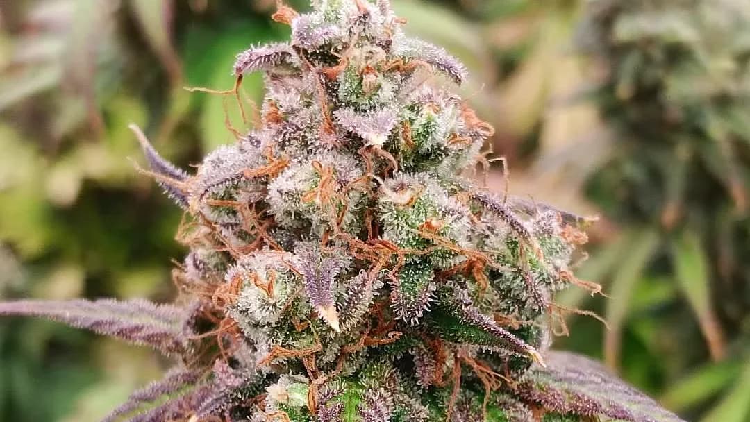 Tête de cannabis à dominante CBD aux feuilles violettes en fin de floraison