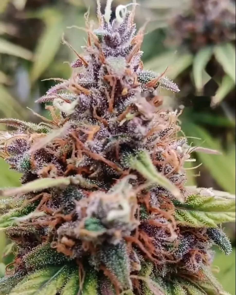 Tête violette à maturité, couverte de trichomes, aux pistils orangés