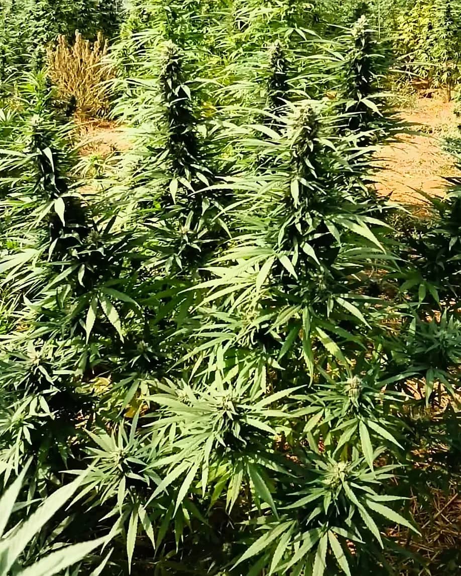 Plants en fleur alignés sous tunnel, de part et d'autre d'une allée paillée