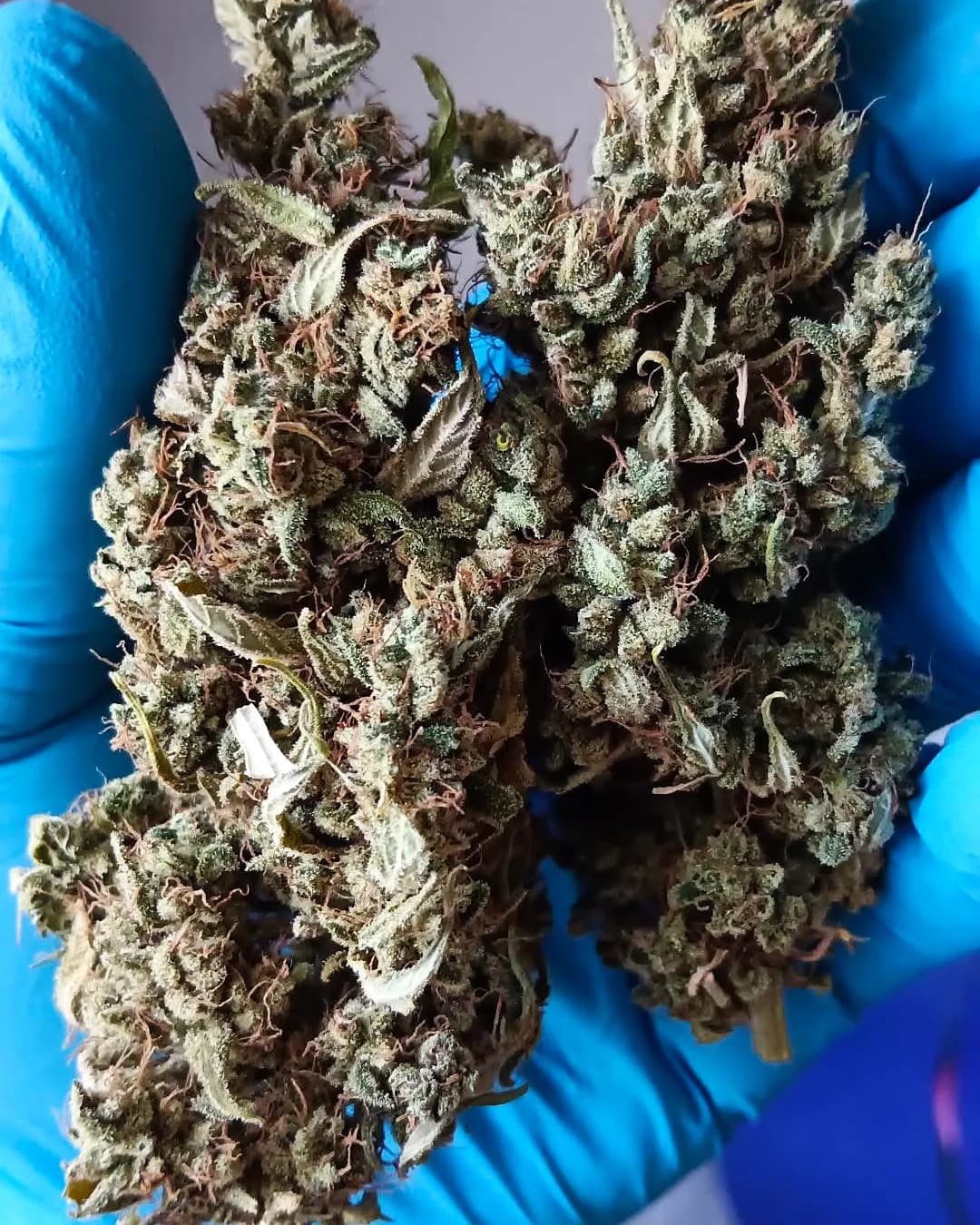 Fleurs séchées tenues dans une main gantée